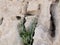 Samphire growing in rock