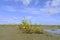 Samphire growing in sand