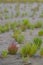 Samphire growing in sand