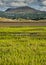 Samphire plant growing in North Wales