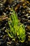 Samphire plant growing in North Wales