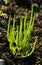 Samphire plant growing in North Wales