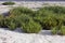 SAMPHIRE salicornia sp, YUMAQUE BEACH IN PARACAS NATIONAL PARK, PERU