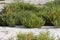 Samphire, salicornia sp., Yumaque Beach, Paracas Nationl Park in Peru