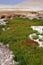 Samphire, salicornia sp., Yumaque Beach, Paracas Nationl Park in Peru