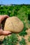 Sample of galets roules, vineyards of Chateauneuf du Pape appellation with grapes growing on soils with large rounded stones