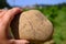 Sample of galets roules, vineyards of Chateauneuf du Pape appellation with grapes growing on soils with large rounded stones