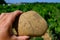 Sample of galets roules, vineyards of Chateauneuf du Pape appellation with grapes growing on soils with large rounded stones