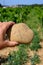 Sample of galets roules, vineyards of Chateauneuf du Pape appellation with grapes growing on soils with large rounded stones