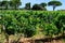 Sample of galets roules, vineyards of Chateauneuf du Pape appellation with grapes growing on soils with large rounded stones