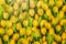 sample vinyl wallpaper with yellow tulips,a large number of yellow tulips