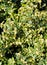 Samshite flower evergreen Buxus sempervire