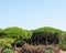 San Anton pine forest in Puerto Sherry located in the town of El Puerto de Santa MarÃ­a, in the Bay of Cadiz. Andalusia. Spain.