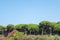 San Anton pine forest in Puerto Sherry located in the town of El Puerto de Santa MarÃ­a, in the Bay of Cadiz. Andalusia. Spain.