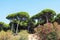 San Anton pine forest in Puerto Sherry located in the town of El Puerto de Santa MarÃ­a, in the Bay of Cadiz. Andalusia. Spain.