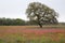 San Antonio Area Springtime Wildflower Blooms, San Antonio,Texas