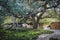 San Antonio Tx USA - Giant Live Oak tree near Alamo with branches stretching out and laying on ground with tourists