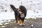 San Bernardo dog in the first autumn snows in Bordes de Envalira, Canillo, Andorra.