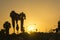 San Bernardo sunset, gently swaying palm trees silhouette back-lit by golden sky