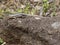 San Cristobal Lava Lizard, Microlophus bivittatus, is heated on stone, San Cristobal, Galapagos, Ecuador