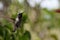 San Diego Birdlife Series - Hummingbird