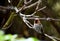 San Diego Birdlife Series - Hummingbird