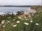 San diego california seal beach cloudy landscape Seabirds rocks wildflowers