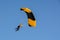 San Diego, California, USA - July 3, 2015: Parachutist lands on the beach of Coronado in San Diego