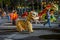 San Francisco, California - February 11, 2017: Chinese new year celebration parade in the popular and colorful Chinatown