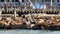 SAN FRANCISCO, CALIFORNIA, USA - 25 NOV 2019: Many seals on pier 39, tourist landmark. People near sea lion rookery in