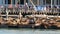 SAN FRANCISCO, CALIFORNIA, USA - 25 NOV 2019: Many seals on pier 39, tourist landmark. People near sea lion rookery in natural