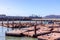 San Francisco - California, USA. October 27, 2019: Californian sea lions sunbathe on Pier 39.