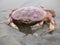 San Francisco, crab by the ocean in the fog. California, United States of America.