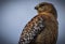 San Francisco Golden gate Park Hawk Lurking