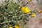 San Francisco Gumweed, Grindelia stricta var. platyphylla,