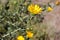 San Francisco Gumweed, Grindelia stricta var. platyphylla,