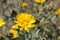 San Francisco Gumweed, Grindelia stricta var. platyphylla,