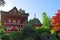 San Francisco, Japanese Tea Garden, Tea House, foliage, tree, maple, Golden Gate Park, green, nature, California, United States