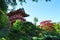 San Francisco, Japanese Tea Garden, Tea House, foliage, tree, maple, Golden Gate Park, green, nature, California, United States