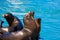 San Francisco Pier 39 lighthouse and seals California