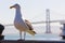 San Francisco seagull Bay bridge at Pier 7 California
