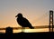 San Francisco Seagull & Bridge