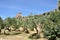 San Gimignano olive tree and wall