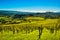 San Gimignano panoramic medieval town towers skyline and vineyards. Tuscany, Italy