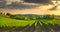 San Gimignano panoramic medieval town towers skyline and vineyards. Tuscany, Italy