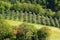 San Gregorio da Sassola: row of olive trees