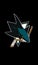 San Jose Sharks vector logo isolated on black background.NHL.