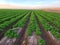 San Luis Az Lettuce Fields