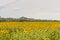 San Miniato (Tuscany) and sunflowers