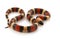 San Pueblan Milksnake